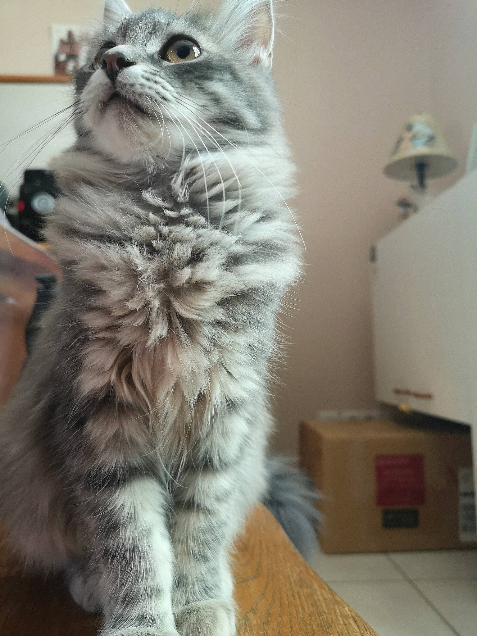 Princesse a rejoint le concours — aidez-le/la à gagner de superbes lots ! carnivore, cat, claw, domestic_short_haired_cat, felidae, flooring, fur, hardwood, paw, small_to_medium_sized_cats, snout, tail, terrestrial_animal, wall_plate, wall_socket, whiskers