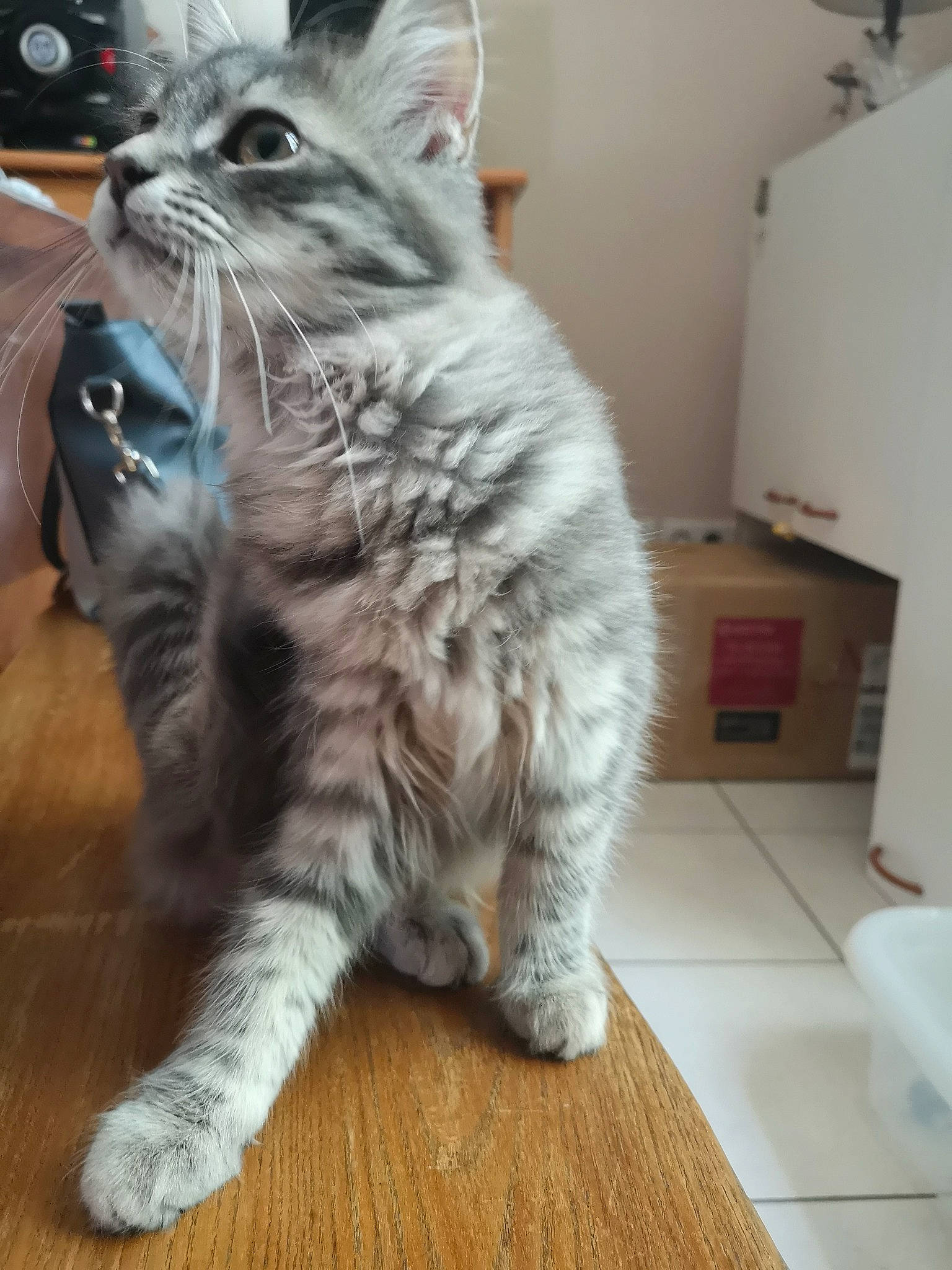Princesse participe au concours pour gagner de l'argent avec cette photo : carnivore, cat, claw, comfort, domestic_short_haired_cat, drawer, felidae, flooring, fur, hardwood, laminate_flooring, paw, small_to_medium_sized_cats, snout, tail, varnish, whiskers, wood, wood_flooring, wood_stain