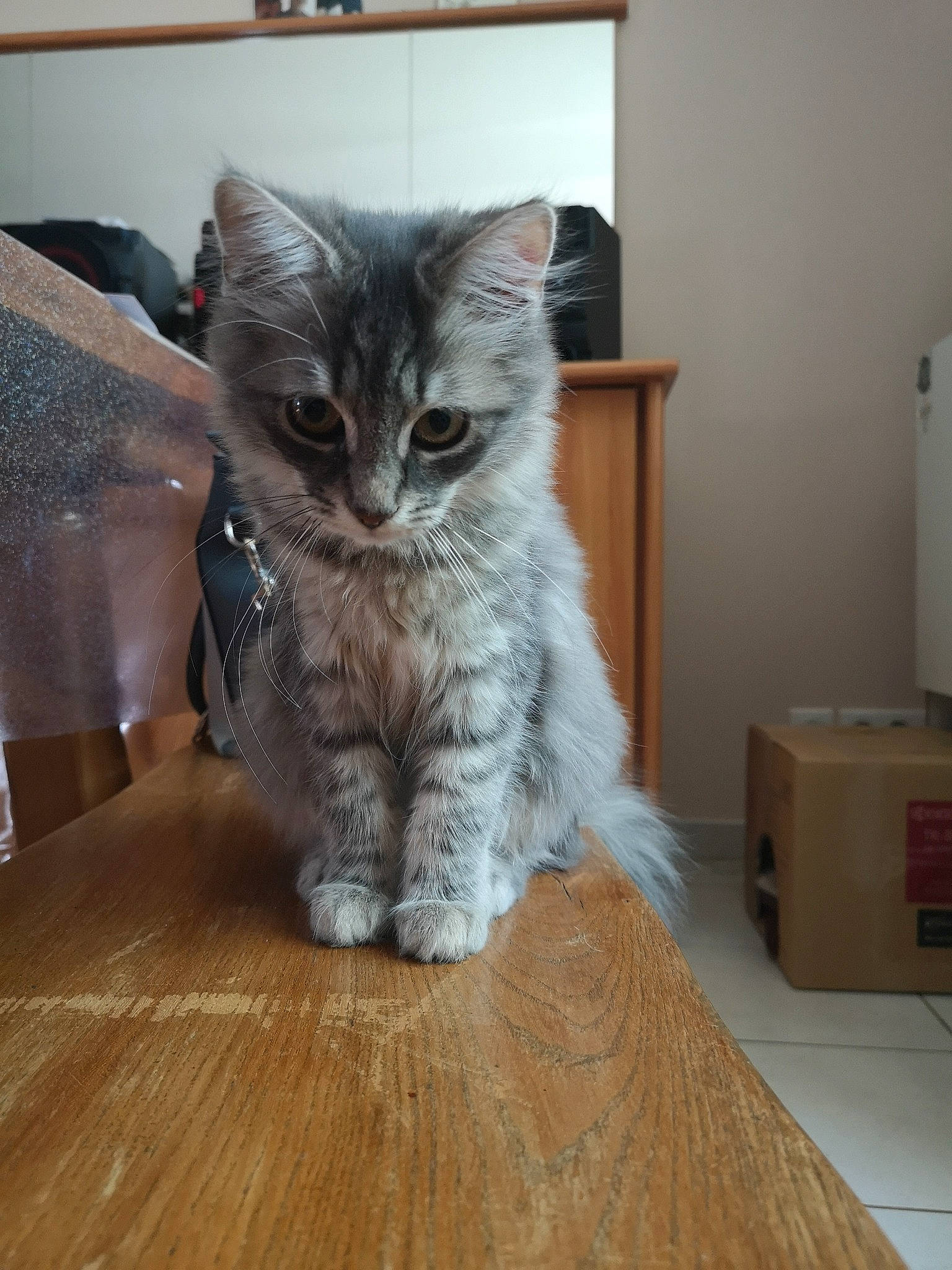 Princesse participe au concours pour gagner de l'argent avec cette photo : carnivore, cat, comfort, domestic_short_haired_cat, felidae, floor, flooring, fur, grey, hardwood, laminate_flooring, paw, small_to_medium_sized_cats, snout, tail, varnish, whiskers, wood, wood_flooring, wood_stain