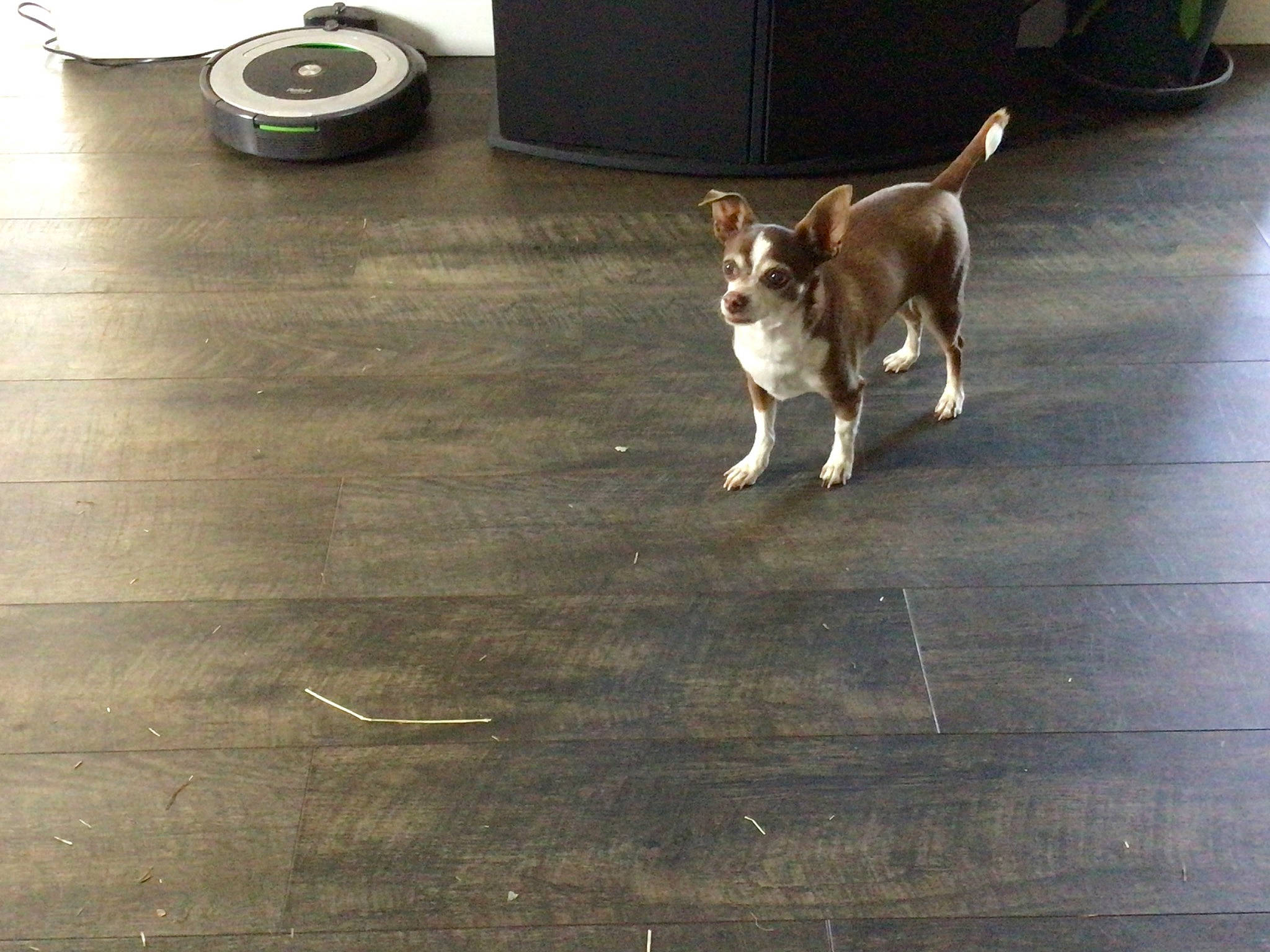 Cappuccino joined the competition — help win amazing prizes! asphalt, automotive_tire, carnivore, companion_dog, dog, dog_breed, felidae, floor, flooring, hardwood, human_leg, road, road_surface, sidewalk, small_to_medium_sized_cats, tail, tire, wheel, whiskers, wood