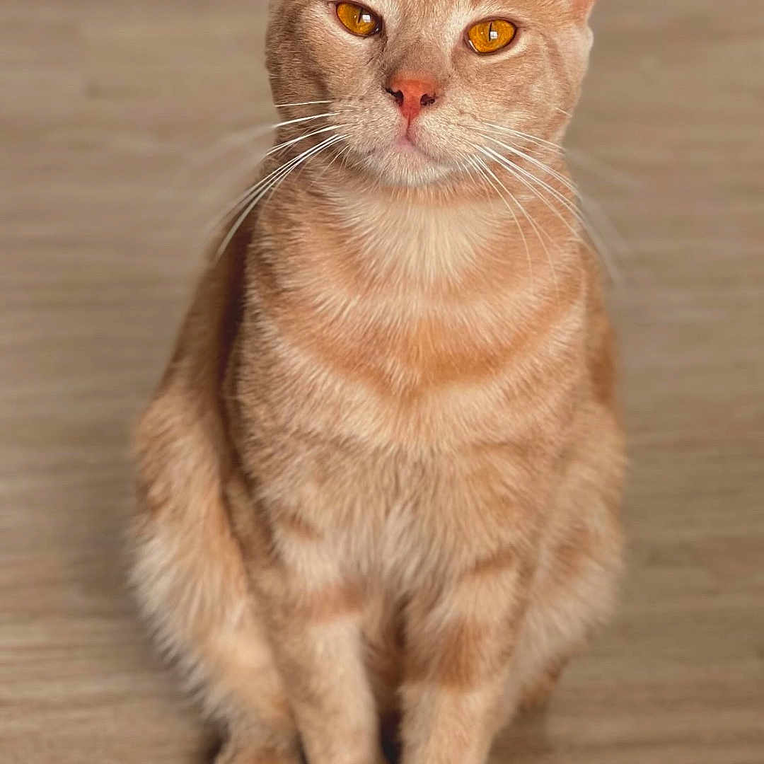 Umtiti participe au concours pour gagner de l'argent avec cette photo : abyssinian, angora, animal, cat, hardwood, kitten, manx, pet, wood