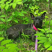 Karma is registered to the contest to win money with this photo: dog, black_dog, pink_collar, leash, greenery, grass, leaves, plants, outdoor, nature, animal, pet, canine, resting, wildlife, summer, sunlight, forest_floor, portrait, calm
