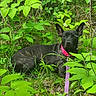 dog, black_dog, pink_collar, leash, greenery, grass, leaves, plants, outdoor, nature, animal, pet, canine, resting, wildlife, summer, sunlight, forest_floor, portrait, calm