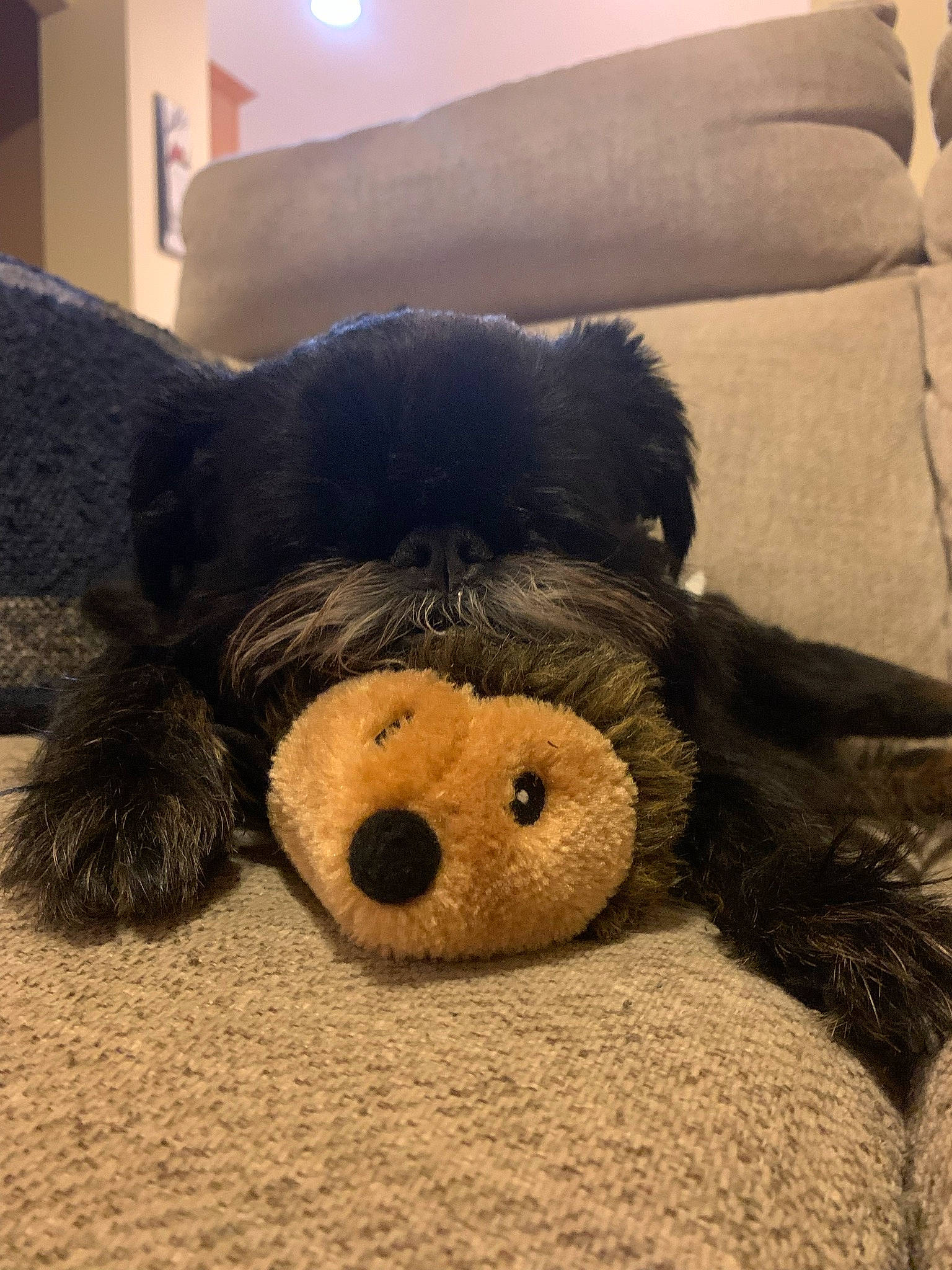 Gimli joined the competition — help win amazing prizes! canidae, comfort, companion_dog, couch, dog_breed, foot, fur, linens, paw, plush, primate, snout, stuffed_toy, tail, terrestrial_animal, toy