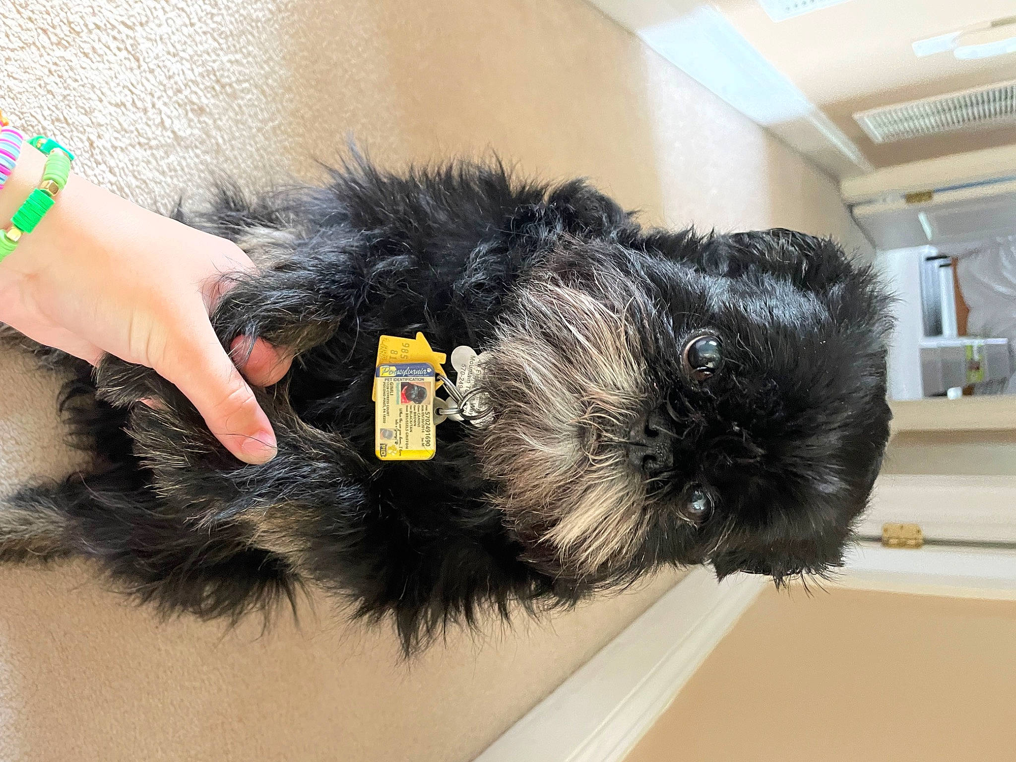 Gimli joined the competition — help win amazing prizes! comfort, event, fashion_accessory, foot, fur, mammal, nail, natural_material, snout, vertebrate, wrist