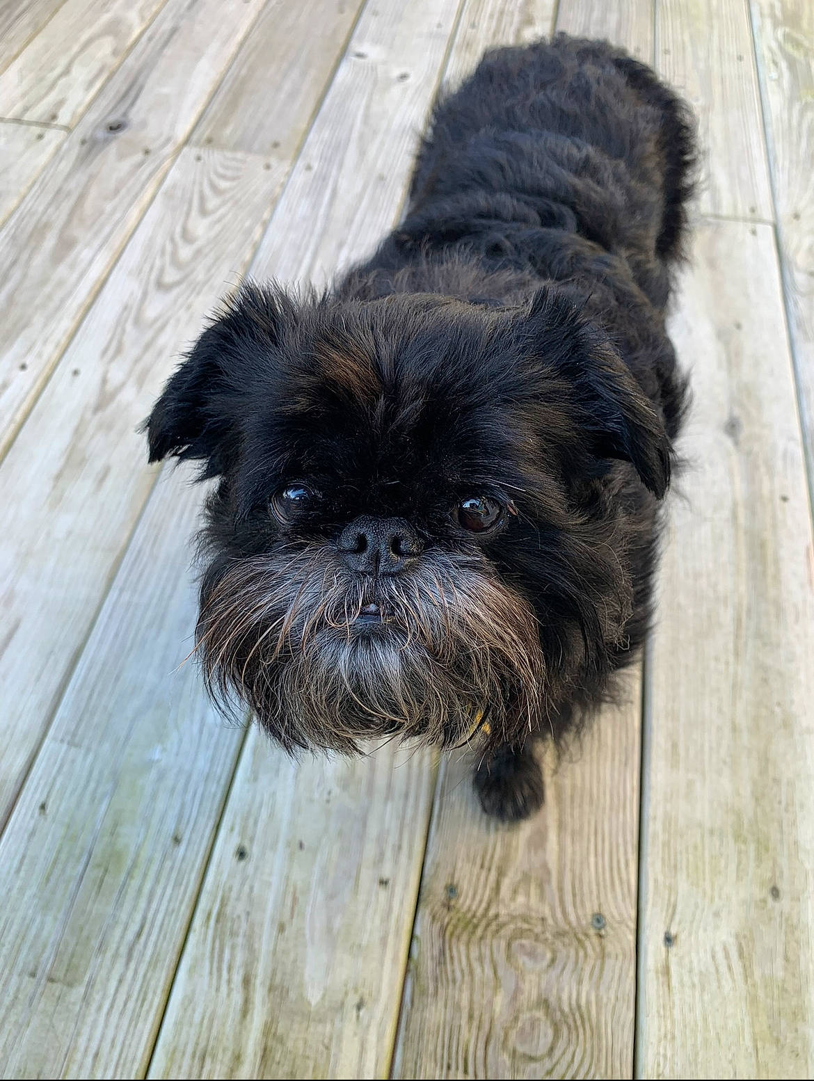 Gimli joined the competition — help win amazing prizes! canidae, carnivore, companion_dog, dog, dog_breed, fawn, fur, hardwood, liver, plank, shih_tzu, small_terrier, snout, sporting_group, terrestrial_animal, terrier, toy_dog, whiskers, wood, working_animal