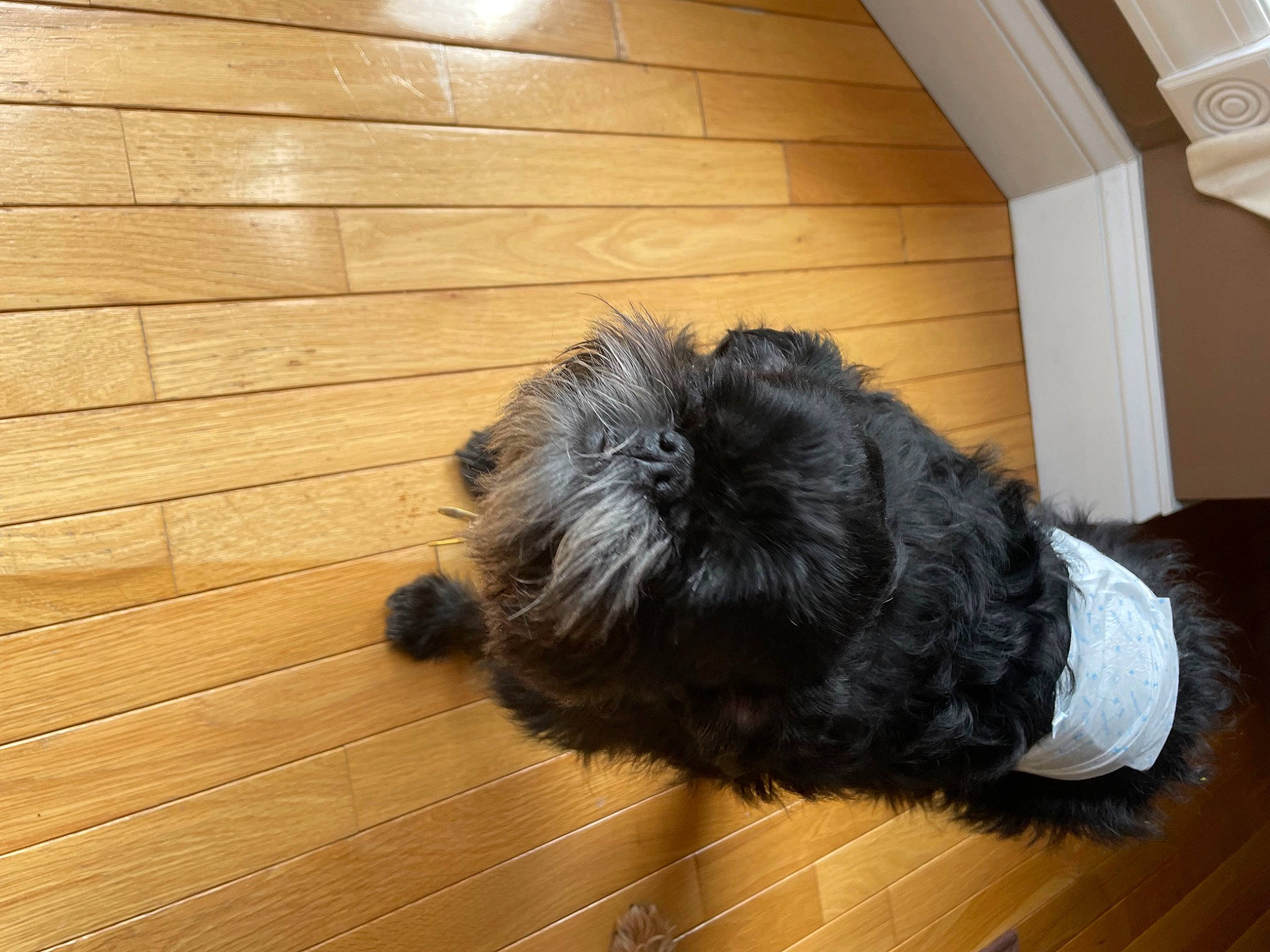 Gimli is registered to the contest to win money with this photo: carnivore, companion_dog, dog, dog_breed, floor, flooring, fur, hardwood, laminate_flooring, liver, plank, snout, sporting_group, tail, terrier, varnish, water_dog, wood, wood_flooring, wood_stain