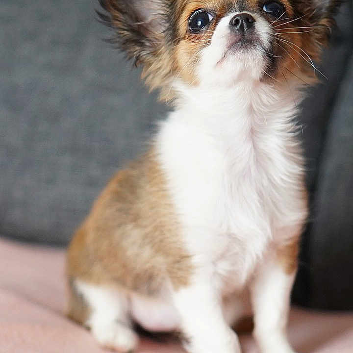 Ruby a rejoint le concours — aidez-le/la à gagner de superbes lots ! adorable, animal, blanket, chihuahua, closeup, couch, cute, dog, domestic_animal, ears, face, fluffy, fur, indoors, pet, portrait, puppy, sitting, small_dog, young