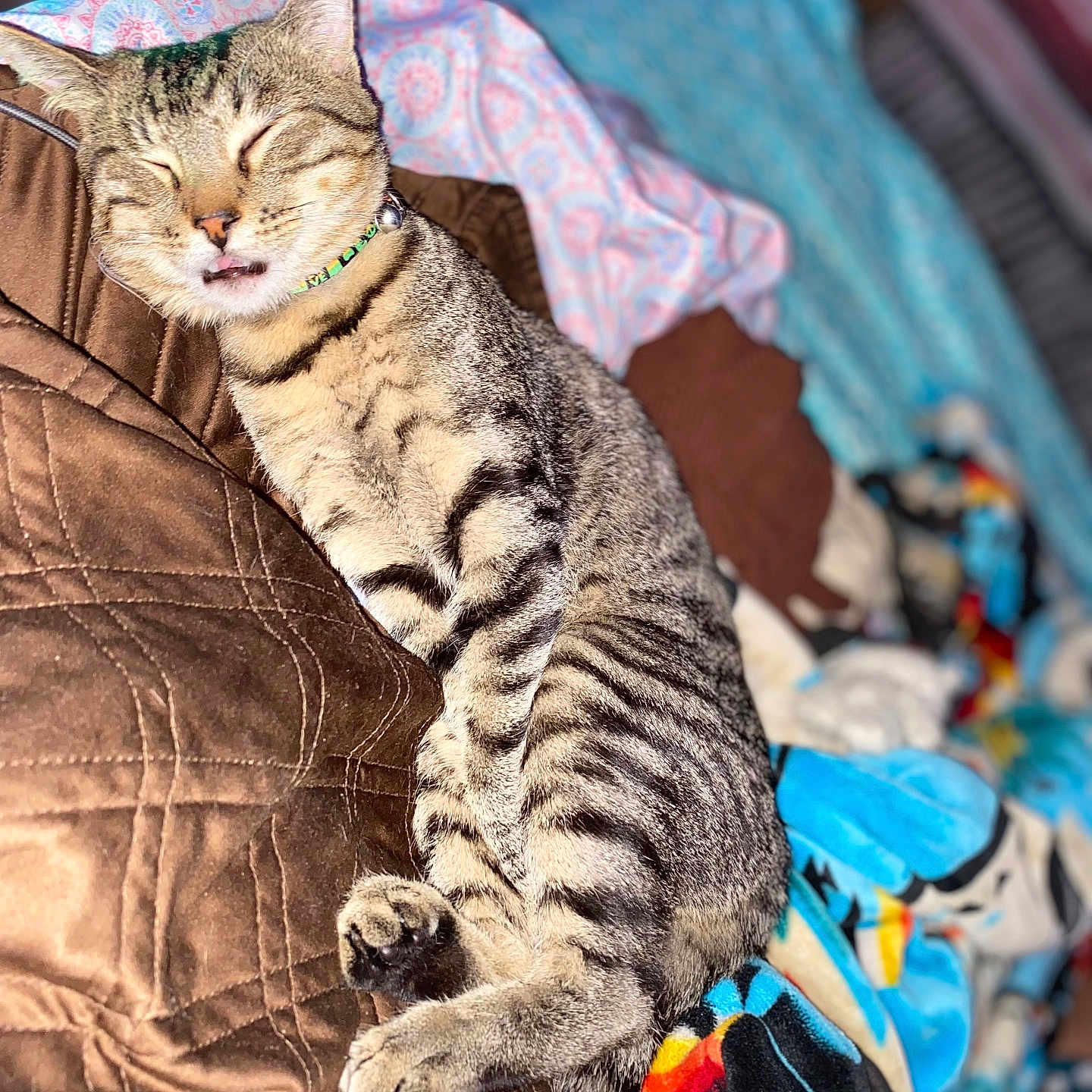 Beanzy joined the competition — help win amazing prizes! abyssinian, animal, bed, bedroom, blanket, cat, couch, cushion, egyptiancat, furniture, homedecor, indoors, kitten, linen, manx, person, pet, quilt, room, sleeping