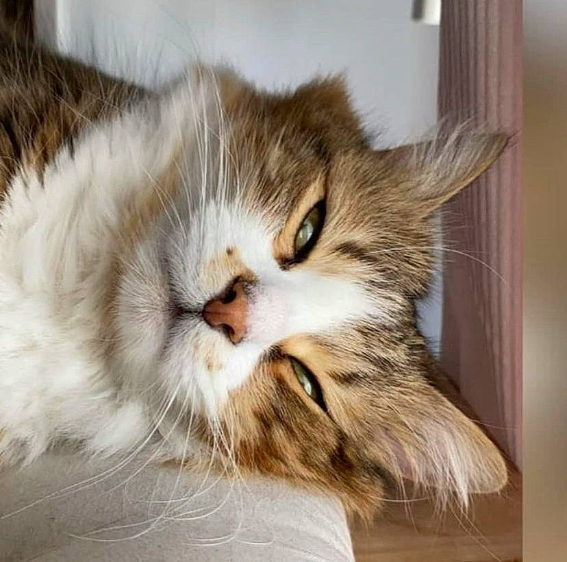 Catchu participe au concours pour gagner de l'argent avec cette photo : carnivore, cat, comfort, domestic_short_haired_cat, felidae, fur, paw, small_to_medium_sized_cats, snout, whiskers, wood