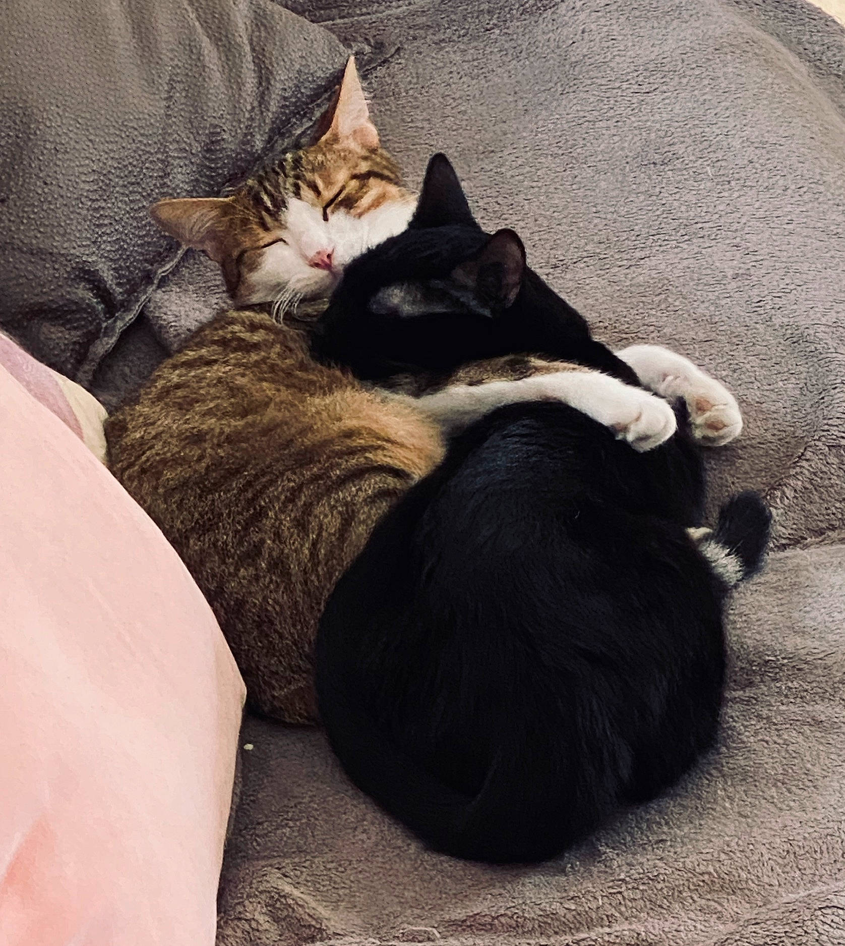 Léo Et Luna a rejoint le concours — aidez-le/la à gagner de superbes lots ! black_cat, carnivore, cat, comfort, couch, ear, european_shorthair, felidae, fur, furniture, kitten, leg, love, nap, paw, sky, sleep, small_to_medium_sized_cats, tail, whiskers