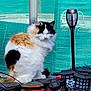 animal, calico_cat, cat, closeup, daylight, ears, fence, fluffy, fur, garden, green_mesh, nature, outdoor, pet, quiet, relaxed, sitting, solar_lights, whiskers, wooden_ledge