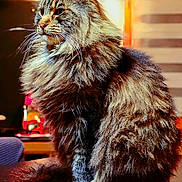 Phygaro a rejoint le concours — aidez-le/la à gagner de superbes lots ! cat, fluffy, portrait, indoor, feline, sitting, long_hair, pet, animal, whiskers, closeup, warm_lighting, fur, domestic_cat, mammal, cute, relaxed, table, ears, face