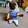 pug, dog, costume, clothing, striped_shirt, white_pants, yellow_gloves, guitar, musical_instrument, carpet, indoor, pet, animal, cute, funny, posing, portrait, furniture, home, adorable