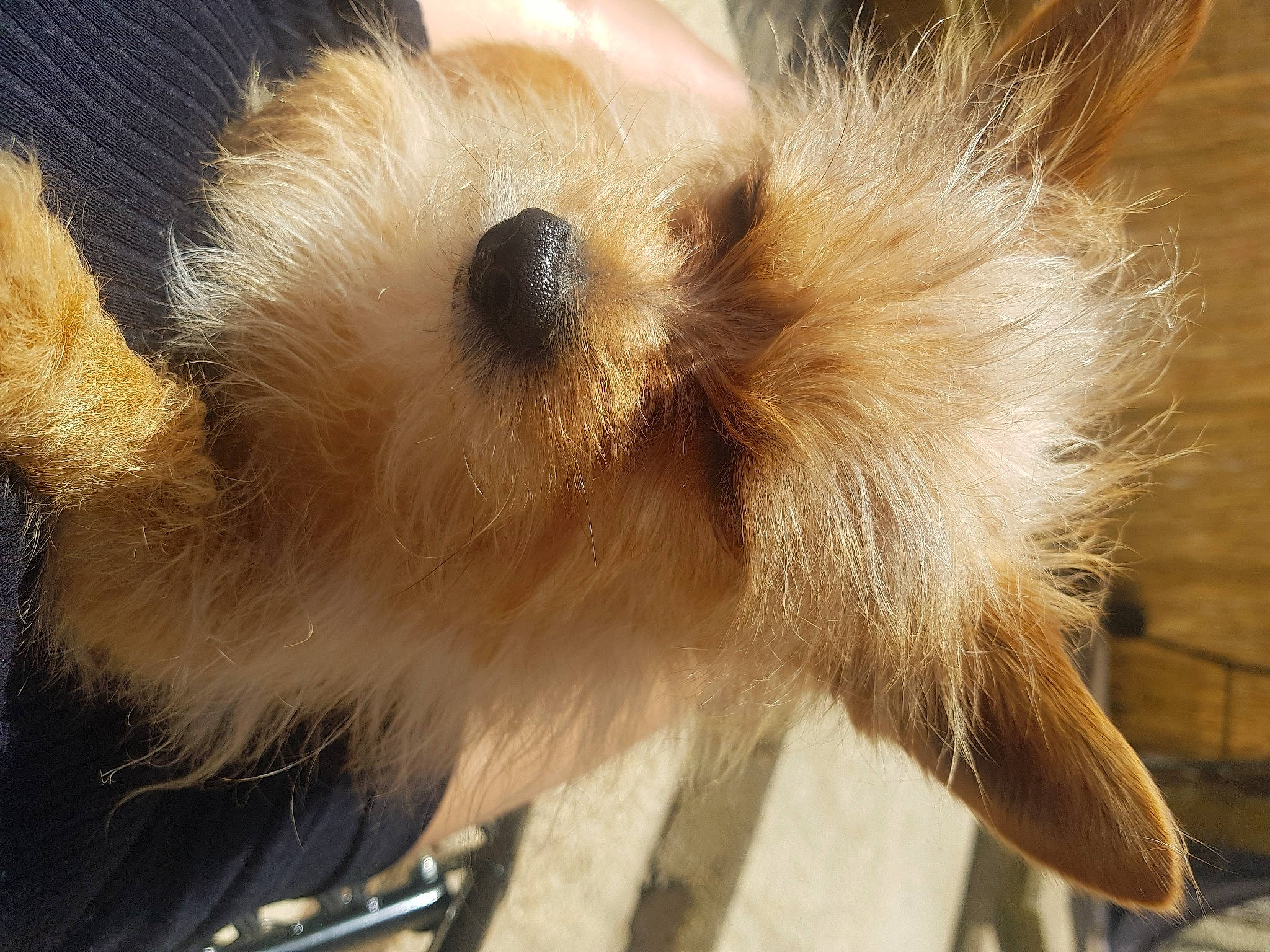 Reggie is registered to the contest to win money with this photo: canidae, carnivore, claw, companion_dog, dog_breed, fawn, felidae, fur, non_sporting_group, paw, small_to_medium_sized_cats, snout, sporting_group, tail, terrestrial_animal, terrier, toy_dog, whiskers, wildlife, wood