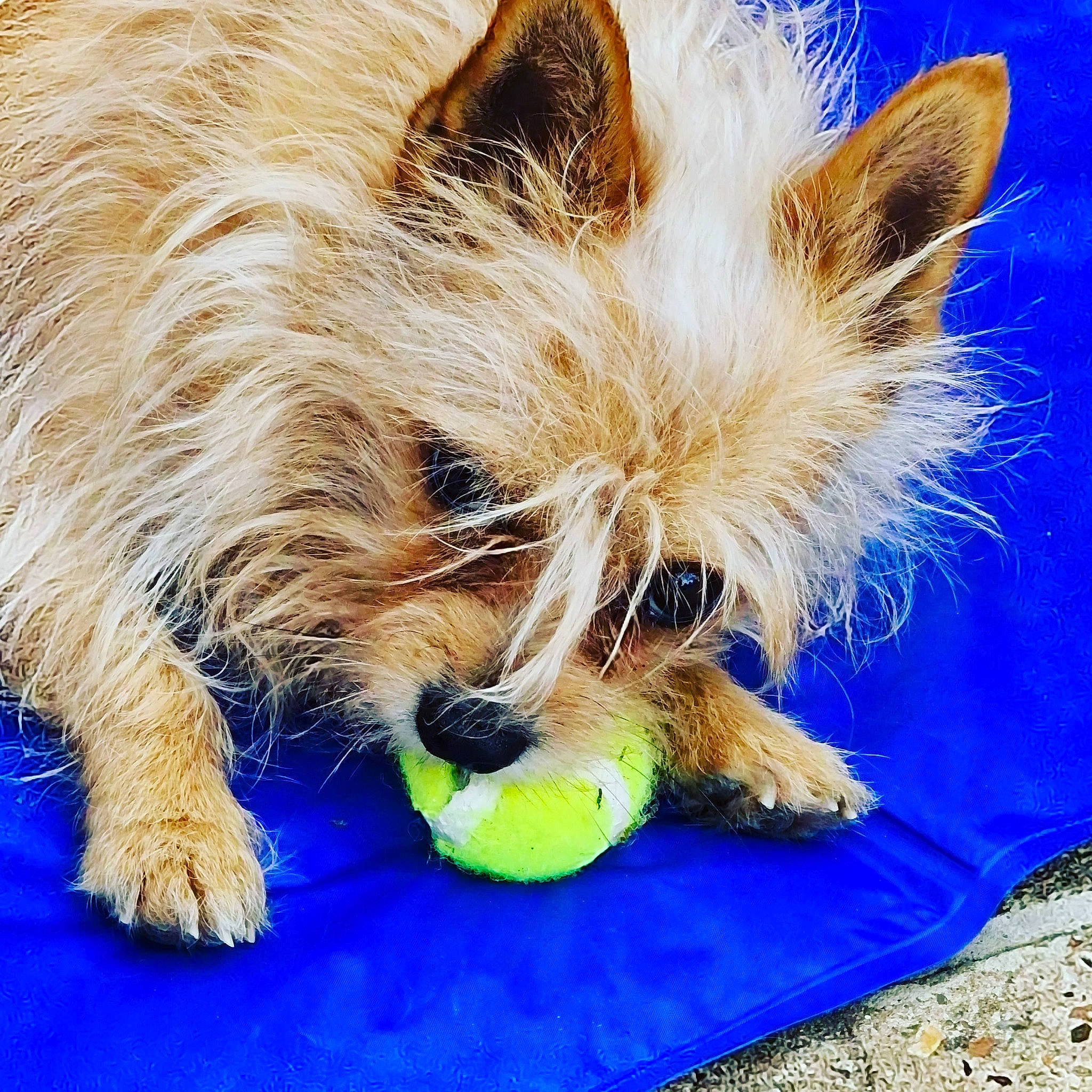 Reggie joined the competition — help win amazing prizes! australian_terrier, canidae, carnivore, companion_dog, dog, dog_breed, dog_supply, electric_blue, fawn, fur, grass, small_terrier, snout, sporting_group, tennis_ball, terrier, toy_dog, water_dog, whiskers, yorkipoo