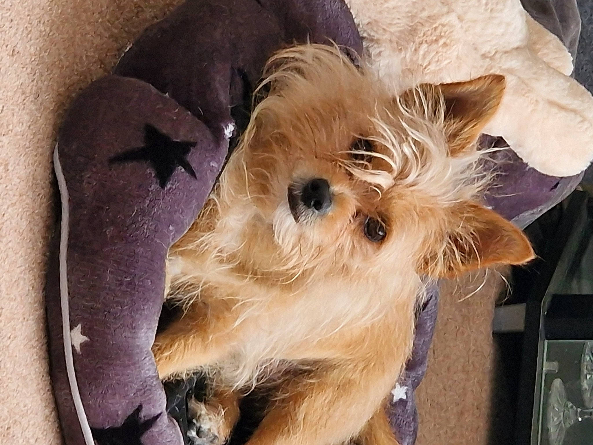 Reggie is registered to the contest to win money with this photo: canidae, carnivore, companion_dog, dog_breed, ear, eye, eyelash, fashion_accessory, fawn, feather, felidae, fur, liver, small_terrier, snout, sporting_group, terrier, toy_dog, whiskers, working_animal