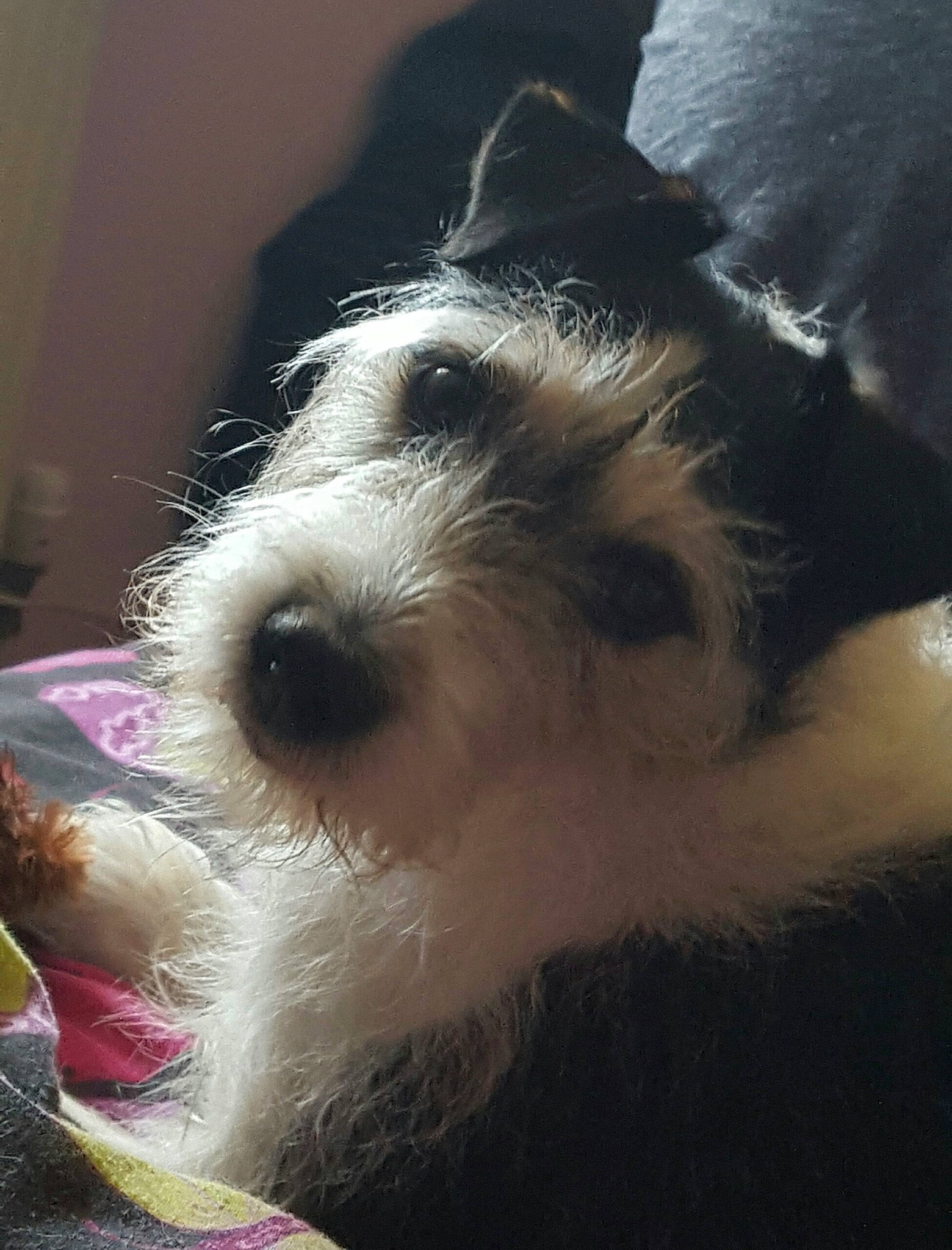 Boycie joined the competition — help win amazing prizes! carnivore, collar, companion_dog, dog, dog_breed, fur, paw, schnauzer, small_terrier, standard_schnauzer, terrier, toy_dog, whiskers, wire_hair_fox_terrier, working_animal