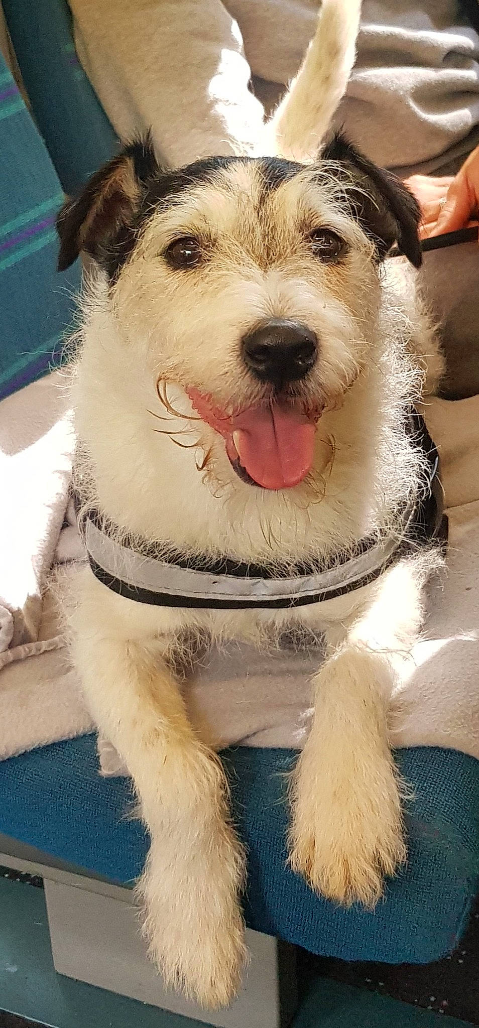 Boycie is registered to the contest to win money with this photo: carnivore, collar, companion_dog, dog, dog_breed, dog_collar, dog_supply, fang, fashion_accessory, fawn, fur, leash, paw, pet_supply, smile, snout, sporting_group, terrier, whiskers, working_animal