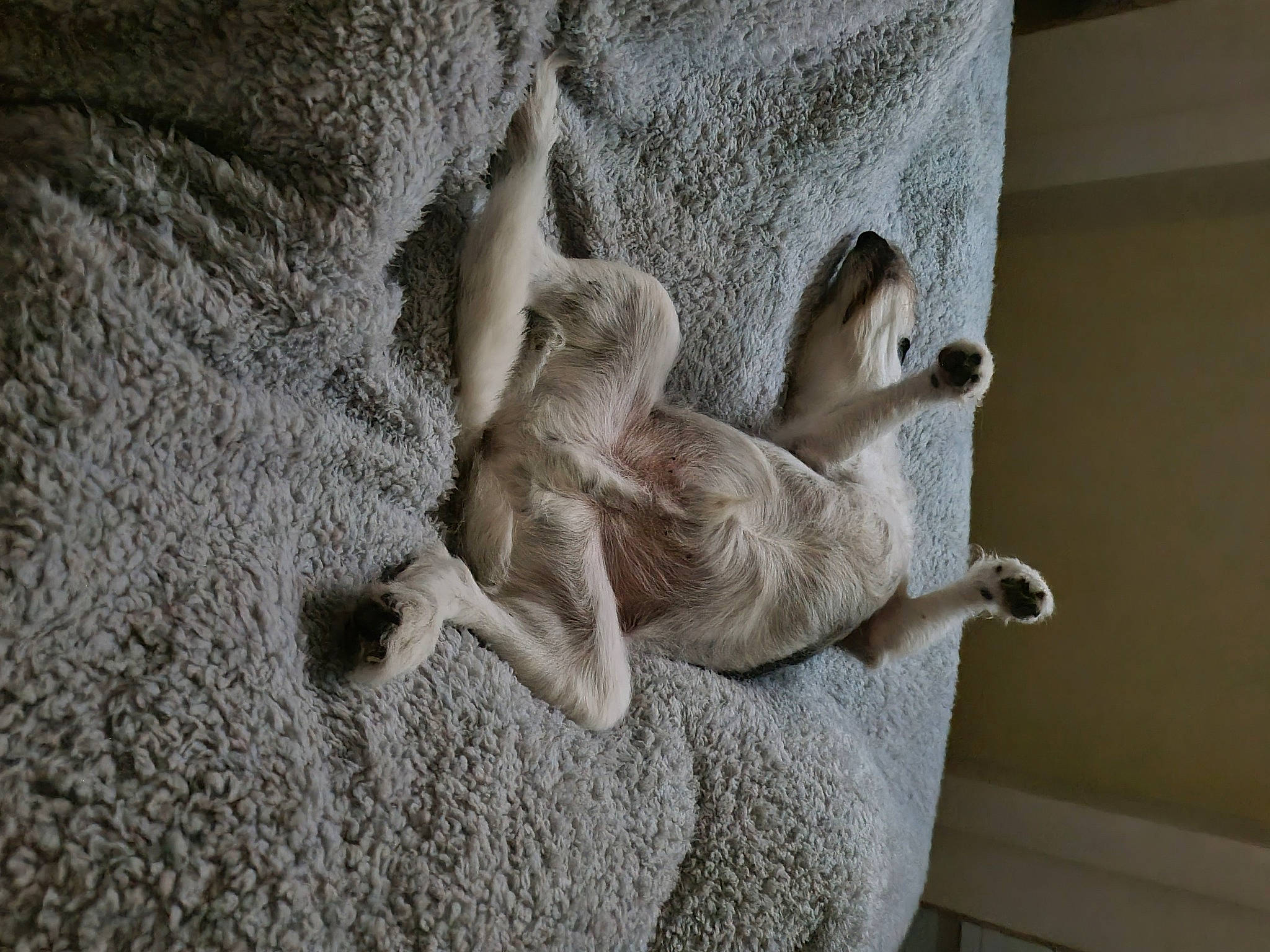 Boycie is registered to the contest to win money with this photo: art, artifact, carving, cement, concrete, fawn, felidae, fur, grey, linens, monument, paw, plaster, relief, sculpture, small_to_medium_sized_cats, statue, tail, visual_arts, wood