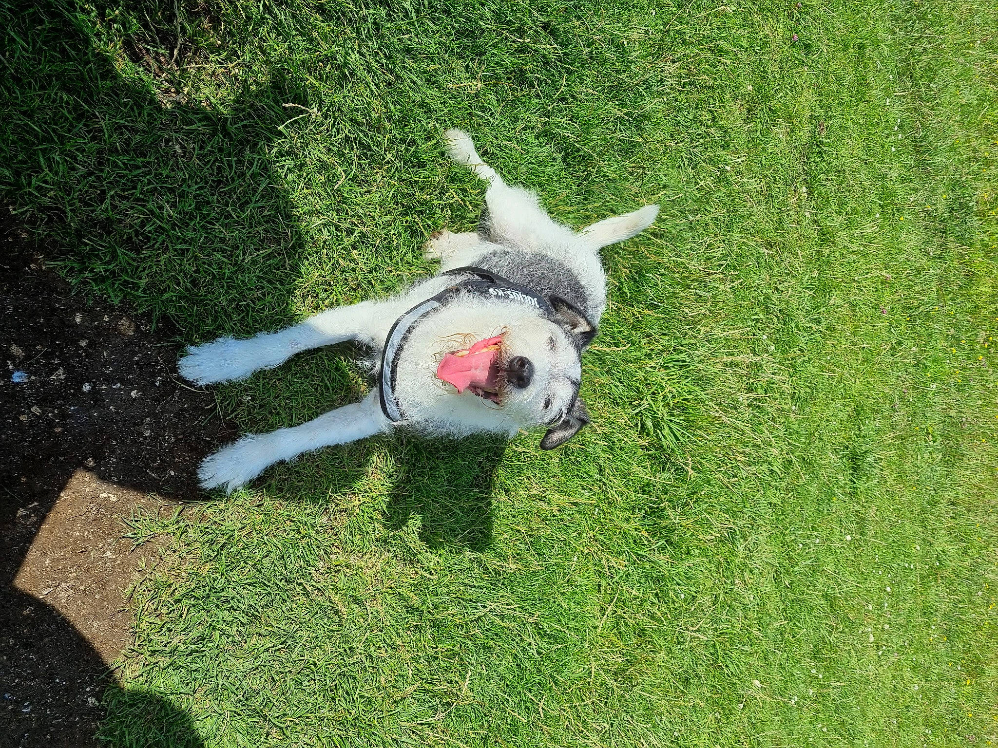 Boycie is registered to the contest to win money with this photo: canidae, carnivore, companion_dog, dog, dog_breed, grass, grassland, groundcover, lawn, non_sporting_group, pasture, plant, shrub, sporting_group, tail, toy, working_animal