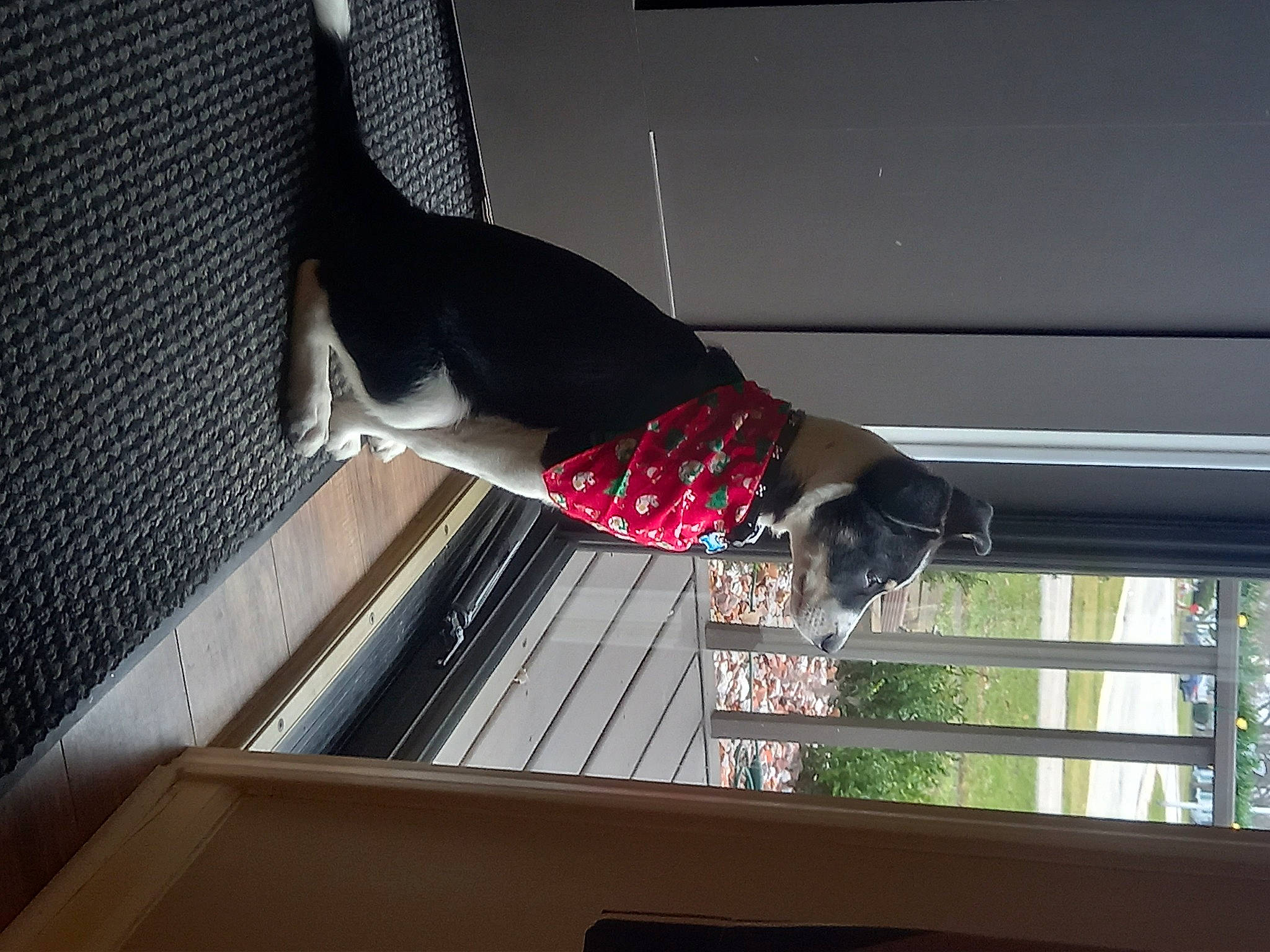 Cheech joined the competition — help win amazing prizes! ceiling, comfort, daylighting, fixture, fun, glass, magenta, pattern, room, sash_window, shade, tints_and_shades, tree, window, window_covering, window_treatment