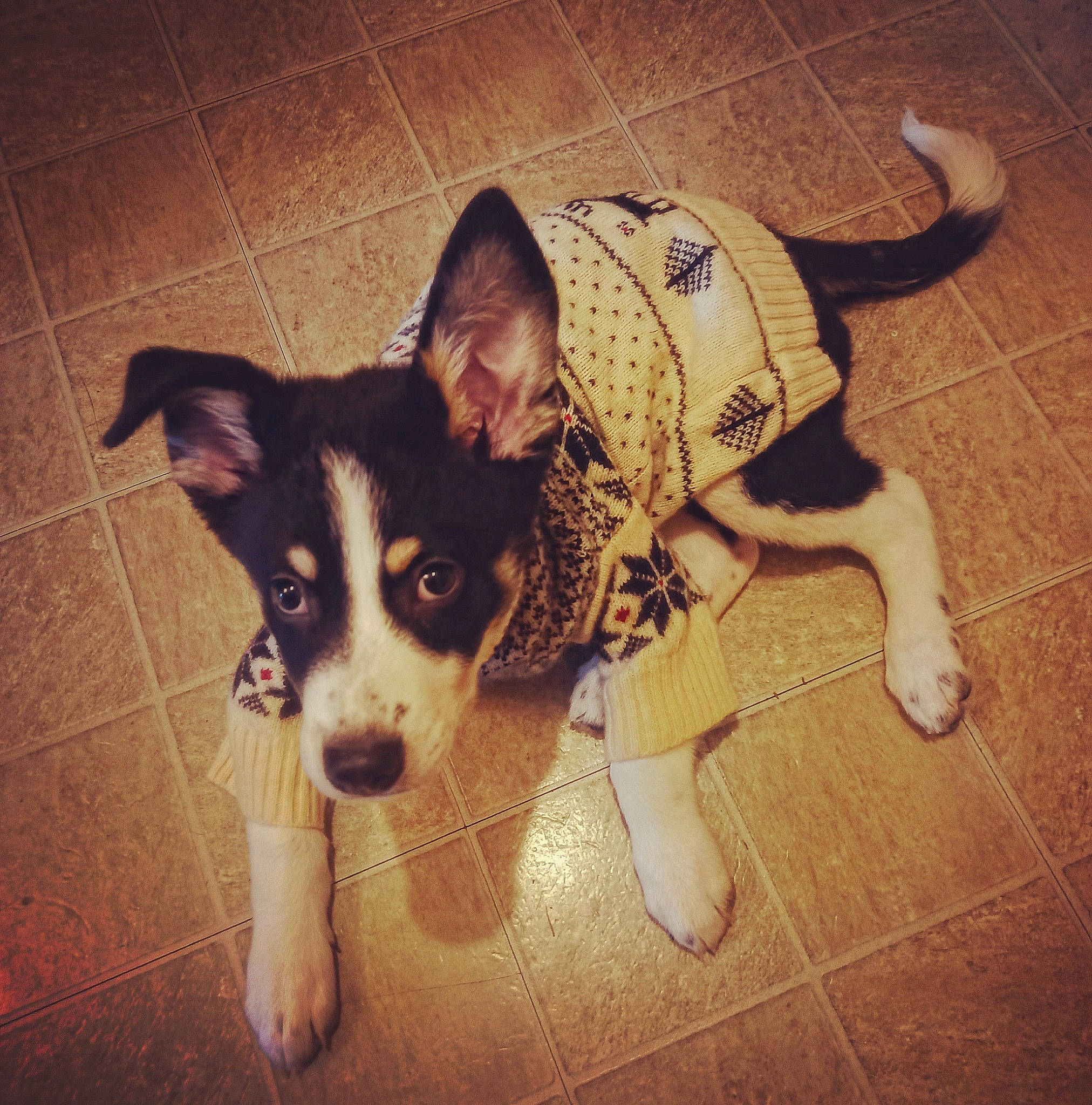 Cheech joined the competition — help win amazing prizes! canidae, carnivore, companion_dog, dog, dog_breed, floor, flooring, fur, happy, paw, puppy, shadow, snout, sporting_group, square, tail, toy_dog, whiskers, working_animal