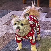 Chloe joined the competition — help win amazing prizes! dog, pajamas, red_clothing, indoor, carpet, small_dog, fluffy, tongue_out, pet, animal, cute, home, wooden_furniture, floor, standing, playful, fur, ears, tail, holiday_theme