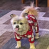 dog, pajamas, red_clothing, indoor, carpet, small_dog, fluffy, tongue_out, pet, animal, cute, home, wooden_furniture, floor, standing, playful, fur, ears, tail, holiday_theme