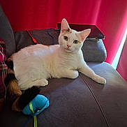 Frimousse a rejoint le concours — aidez-le/la à gagner de superbes lots ! animal, blue_toy, calico_cat, cat, couch, cozy, domestic_cat, ears, eyes, feline, fur, indoor, laptop, pet, plaid_blanket, red_curtain, relaxed, sitting, whiskers, white_cat