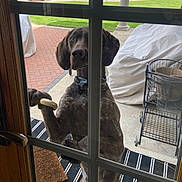 Jan joined the competition — help win amazing prizes! animal, backyard, brown_dog, canine, collar, concrete, covered_furniture, curious, dog, door_handle, fence, glass_door, grass, outdoor, patio, pet, pool, standing, striped_rug, window_pane