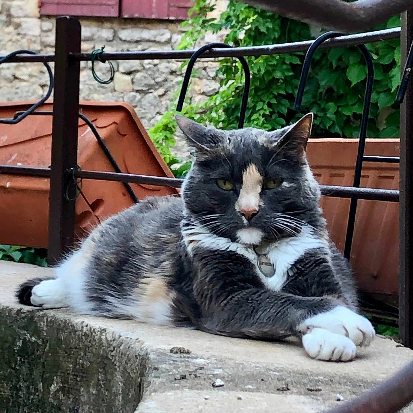 Poupouch participe au concours pour gagner de l'argent avec cette photo : animal, architecture, backyard, building, cat, handrail, house, housing, jar, kitten, outdoors, pet, plant, planter, porch, pottedplant, pottery, railing, shelter, vase