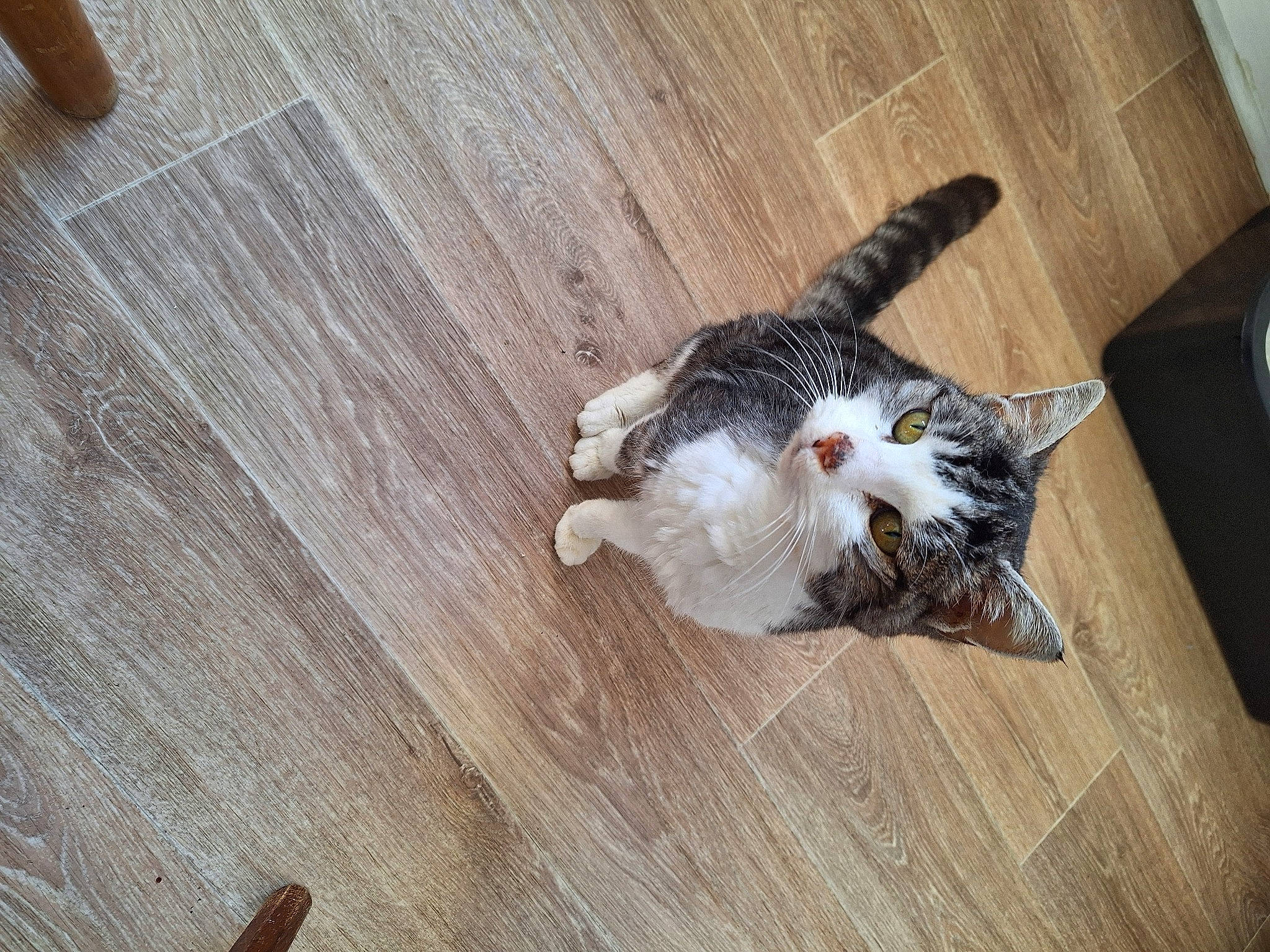 Grisette a rejoint le concours — aidez-le/la à gagner de superbes lots ! carnivore, cat, claw, domestic_short_haired_cat, felidae, floor, flooring, fur, hardwood, laminate_flooring, paw, plank, plywood, small_to_medium_sized_cats, tail, varnish, whiskers, wood, wood_flooring, wood_stain