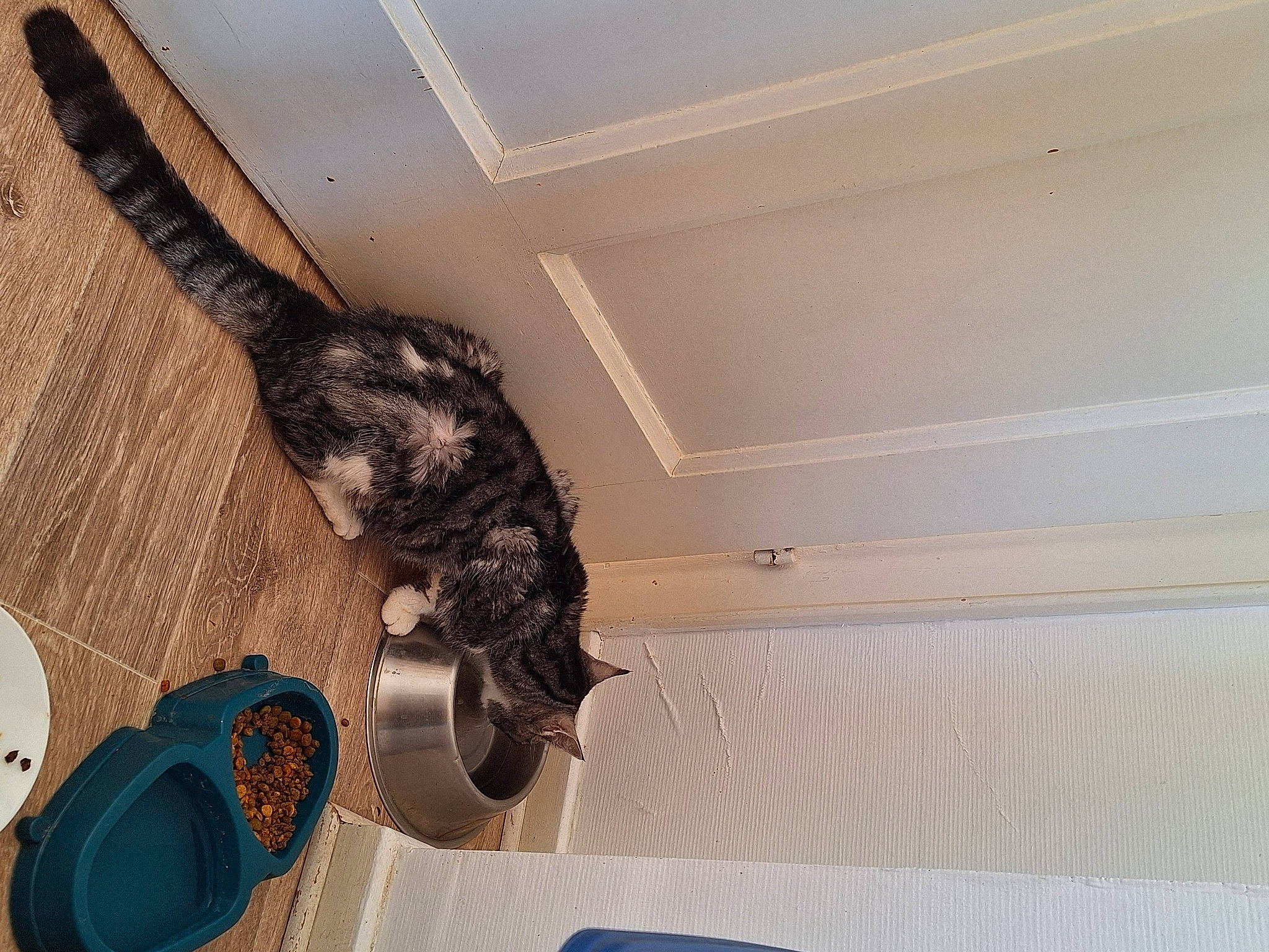 Grisette participe au concours pour gagner de l'argent avec cette photo : canidae, carnivore, cat, comfort, dog_breed, domestic_short_haired_cat, fawn, felidae, flooring, fur, hardwood, hat, mechanical_fan, pet_supply, small_to_medium_sized_cats, sporting_group, tail, tree, whiskers, wood