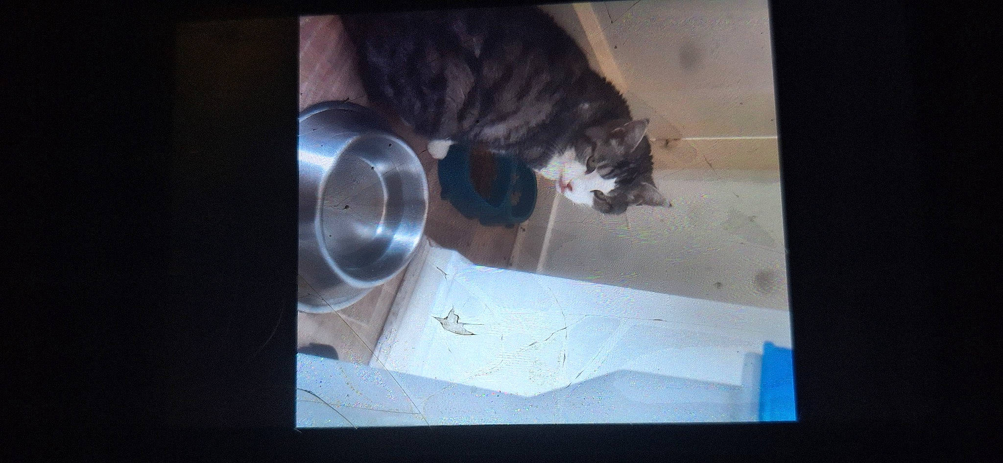 Grisette participe au concours pour gagner de l'argent avec cette photo : carnivore, cat, darkness, display_device, domestic_short_haired_cat, felidae, fur, room, small_to_medium_sized_cats, square, tail, whiskers, window, wood