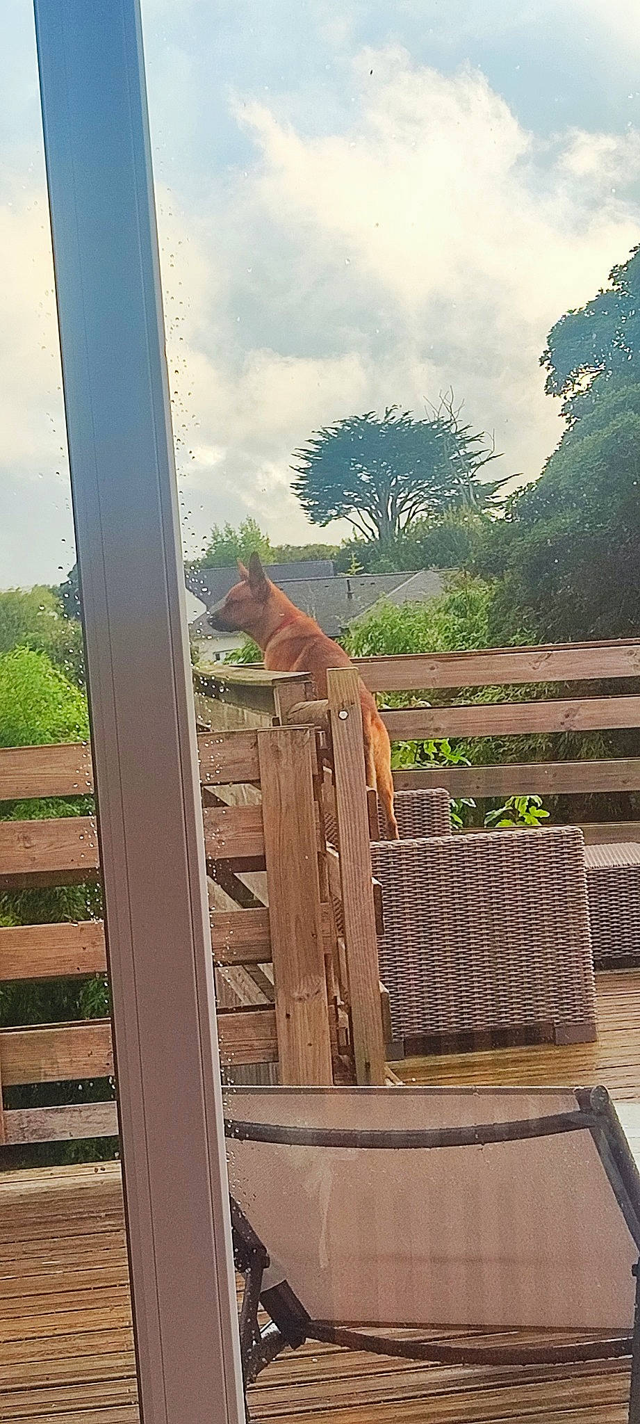 Balou a rejoint le concours — aidez-le/la à gagner de superbes lots ! cloud, door, fawn, fence, grass, hardwood, home_door, home_fencing, house, landscape, outdoor_furniture, plant, rural_area, shade, sky, tints_and_shades, tree, wall, wood, wood_stain