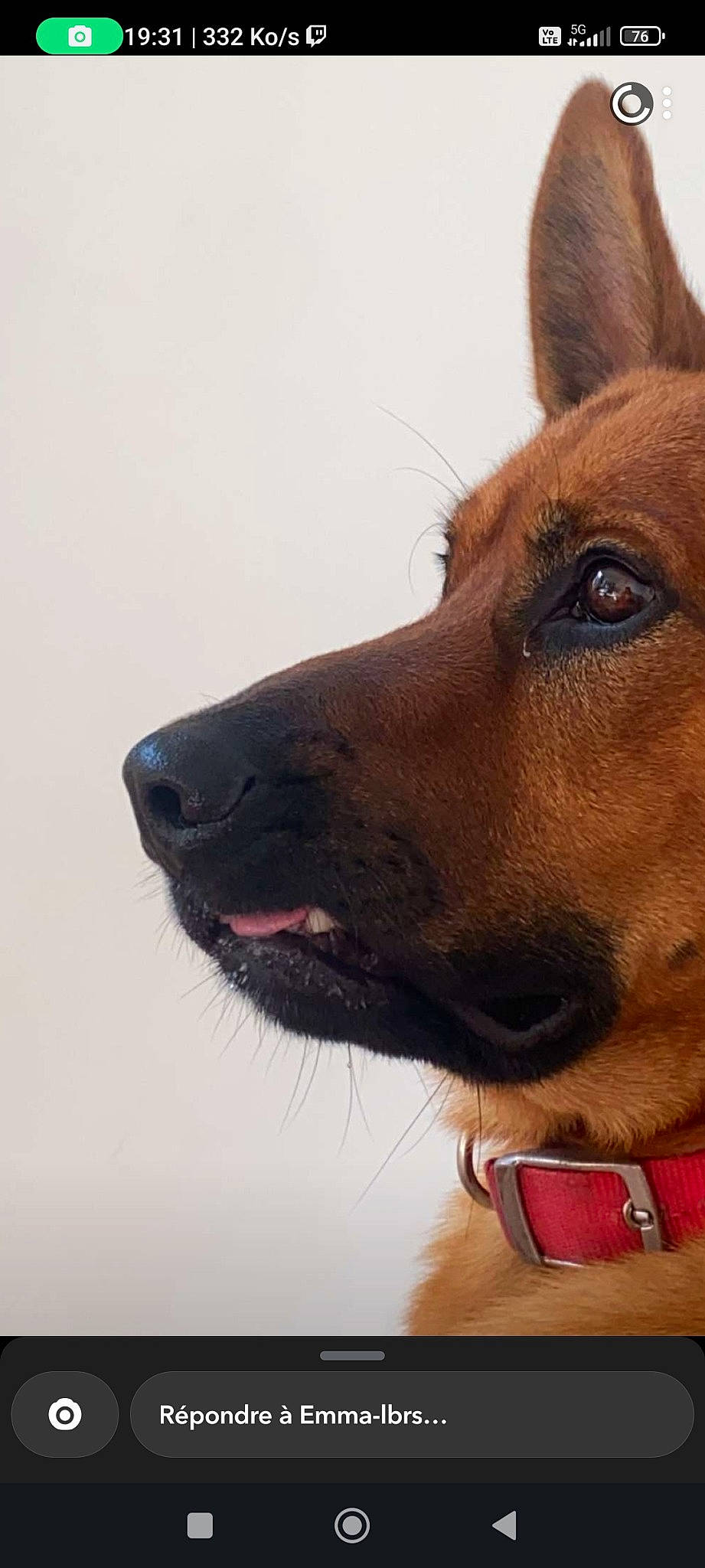 Balou participe au concours pour gagner de l'argent avec cette photo : canidae, carnivore, collar, companion_dog, dog, dog_breed, dog_collar, dog_supply, fawn, fur, hunting_dog, jewellery, liver, pet_supply, snout, sporting_group, terrestrial_animal, whiskers, working_animal, working_dog