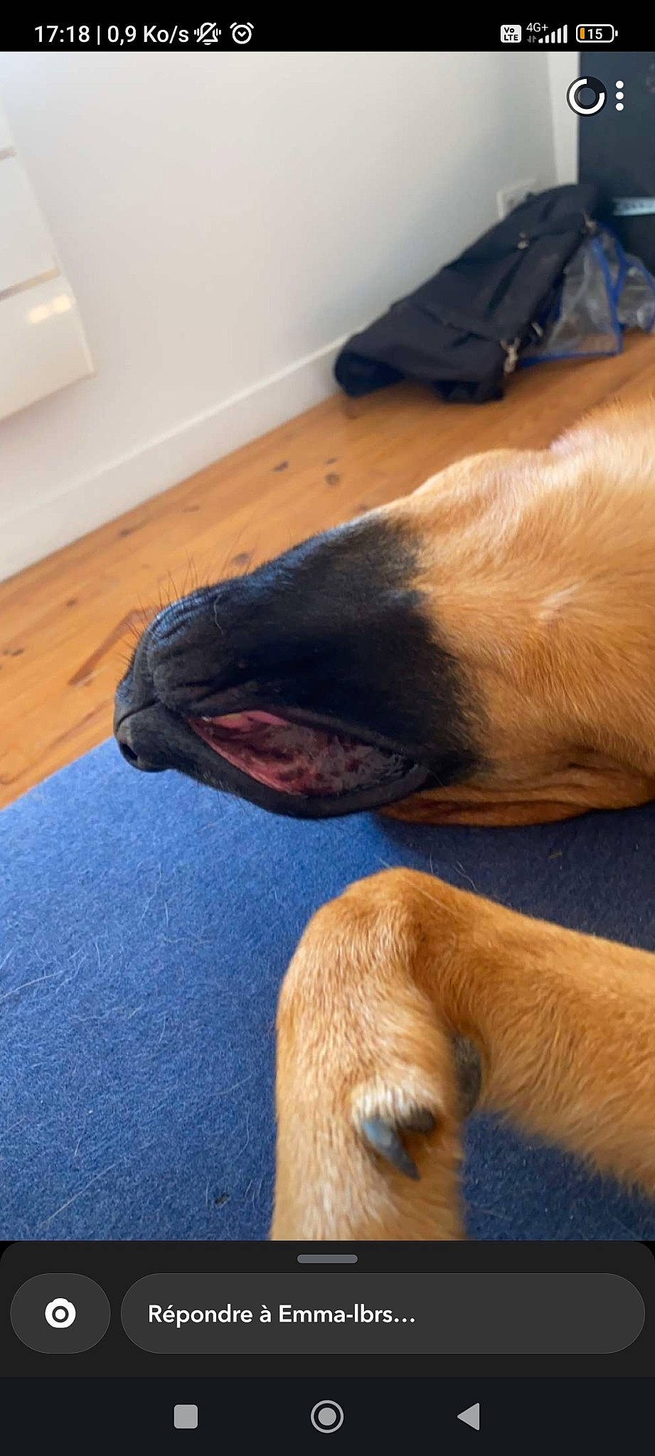 Balou participe au concours pour gagner de l'argent avec cette photo : canidae, carnivore, collar, comfort, companion_dog, dog, dog_breed, fawn, flooring, foot, fur, hardwood, human_leg, liver, pet_supply, snout, sporting_group, whiskers, wood, working_animal