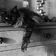 Révolution a rejoint le concours — aidez-le/la à gagner de superbes lots ! abyssinian, animal, blackcat, bodypart, cabinet, cat, closet, cupboard, drawer, dresser, furniture, hardwood, kitten, manx, pet, plywood, shelf, sphere, table, wood