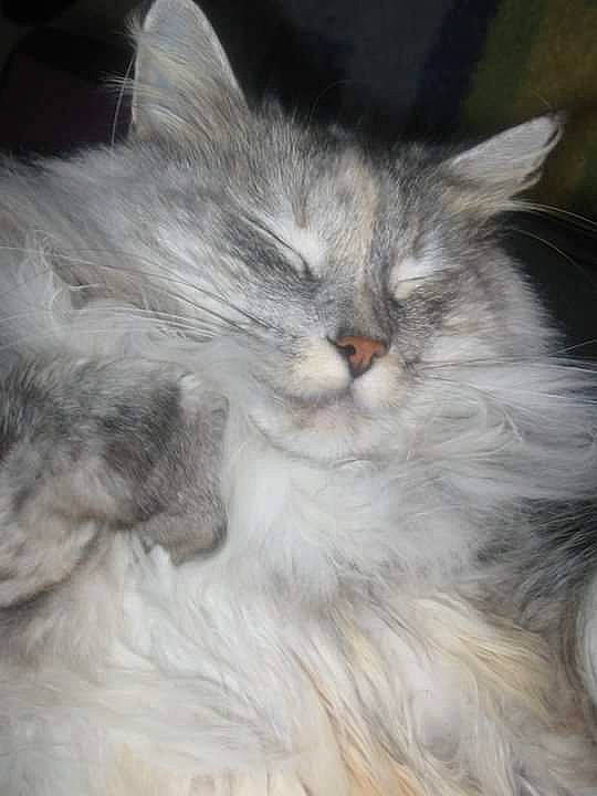 Zoey joined the competition — help win amazing prizes! british_longhair, carnivore, cat, comfort, felidae, fur, grey, paw, persian, small_to_medium_sized_cats, snout, terrestrial_animal, whiskers