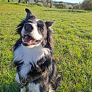Bandit a rejoint le concours — aidez-le/la à gagner de superbes lots ! animal, black_and_white, border_collie, canine, collar, daylight, dog, ears_up, field, fur, grass, happy, nature, outdoor, pet, playful, sitting, smiling, sunny, trees