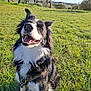 animal, black_and_white, border_collie, canine, collar, daylight, dog, ears_up, field, fur, grass, happy, nature, outdoor, pet, playful, sitting, smiling, sunny, trees