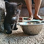 Luna joined the competition — help win amazing prizes! kitten, black_cat, white_patch, cat, metal_bowl, carpet, bare_feet, person, indoor, feline, pet, curious, small_animal, domestic_cat, floor, animal, young_cat, close_up, household, furry