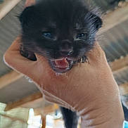 Luna is registered to the contest to win money with this photo: kitten, black_cat, hand, mouth_open, animal, pet, young, cute, feline, indoor, blurry, furry, small, closeup, holding, meowing, domestic, face, paw, young_animal