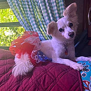 Coco Chanel joined the competition — help win amazing prizes! dog, small_dog, white_fur, fluffy_tail, pointy_ears, tilted_head, dark_eyes, collar, tags, costume, red_clothing, blue_clothing, seated, indoors, bed, quilt, curtains, window, sunlight, portrait
