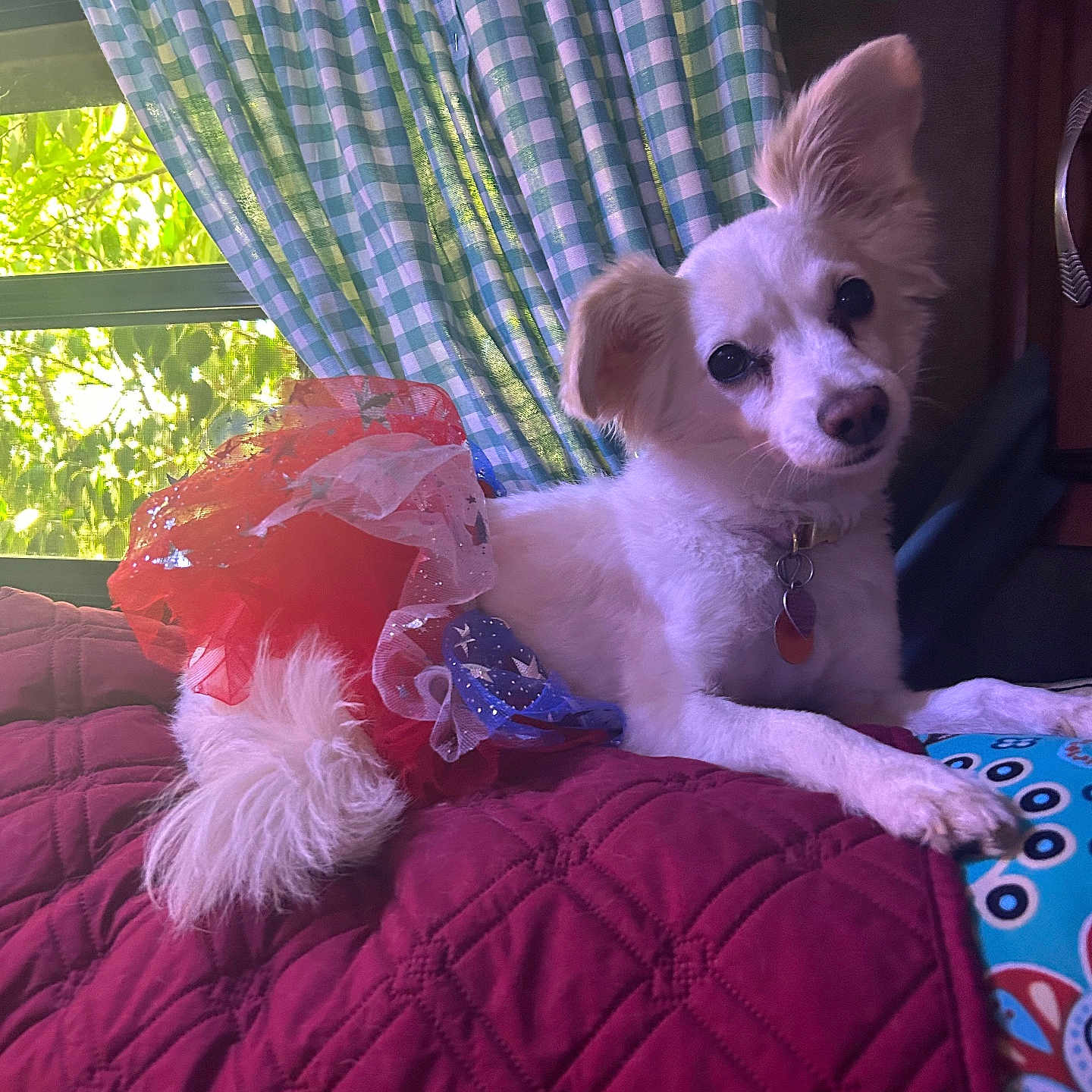 Coco Chanel joined the competition — help win amazing prizes! dog, small_dog, white_fur, fluffy_tail, pointy_ears, tilted_head, dark_eyes, collar, tags, costume, red_clothing, blue_clothing, seated, indoors, bed, quilt, curtains, window, sunlight, portrait