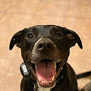 Diesel joined the competition — help win amazing prizes! dog, black_dog, pet, happy, smiling, tongue_out, collar, tags, indoor, floor, tile_floor, canine, animal, close_up, friendly, domestic_animal, companion, playful, cute, looking_up