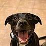 dog, black_dog, pet, happy, smiling, tongue_out, collar, tags, indoor, floor, tile_floor, canine, animal, close_up, friendly, domestic_animal, companion, playful, cute, looking_up