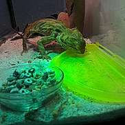 Pogonette a rejoint le concours — aidez-le/la à gagner de superbes lots ! amphibian, aquarium, green, iguana, iguania, lizard, organism, reptile, scaled_reptile