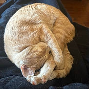 Molly Ringtail joined the competition — help win amazing prizes! cat, ginger_cat, sleeping, curled_up, feline, pet, cozy, resting, paw, fur, blanket, indoor, cute, animal, mammal, relaxed, domestic_cat, whiskers, ears, nap